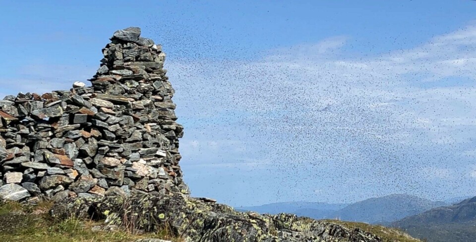 Bilde frå Syltnebba 14.august: stor sverm med flygemaur ved varden.