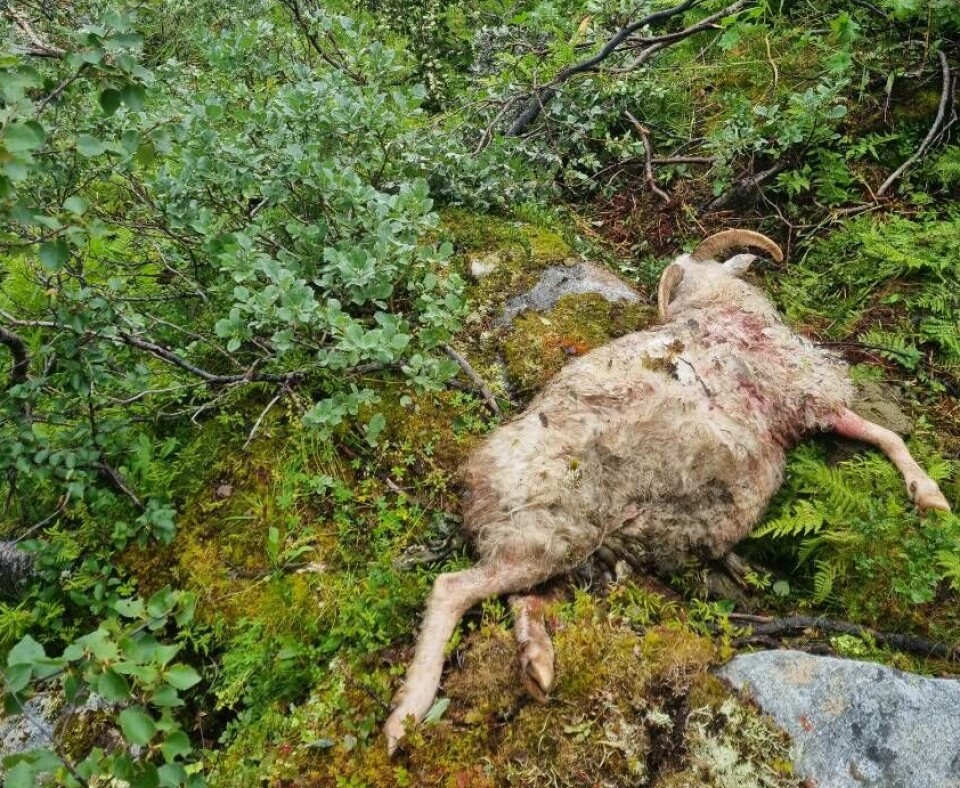 Første skadetilfelle 14.august. Søndag ble det funnet flere sauekadaver både ved Rinnhatten og i Rennebu.