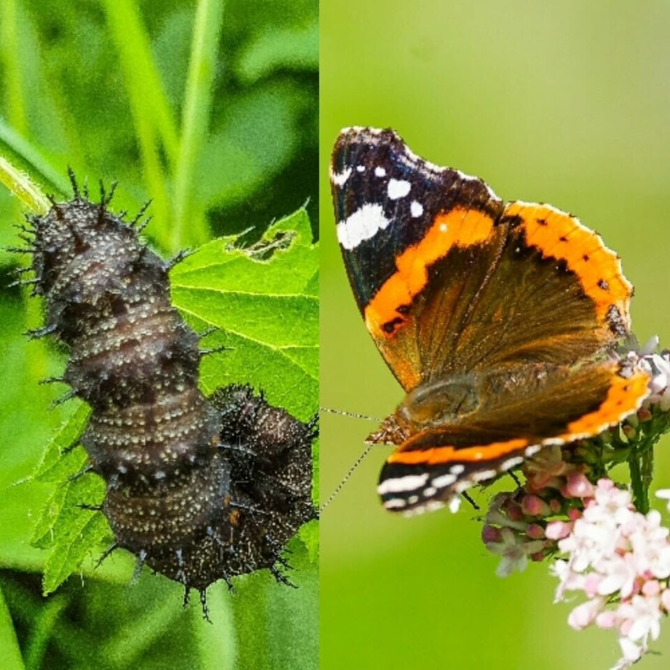 Ekstrem forandring fra ett stadie til neste! En larve på et blad, og en fargerik sommerfugl på en blomst.