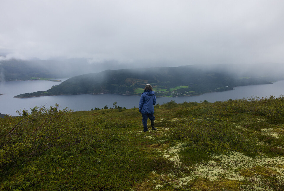 Utsikt mot Årnes, Surnadalsfjorden, Trongfjorden og Hamnesfjorden. Ei dame med havlagt grått hår, kledd for regnvær, står og se på utsikt over fjord og fjell, mens de fleste fjelltopper skjules av tåke. Sommer og gråvær.