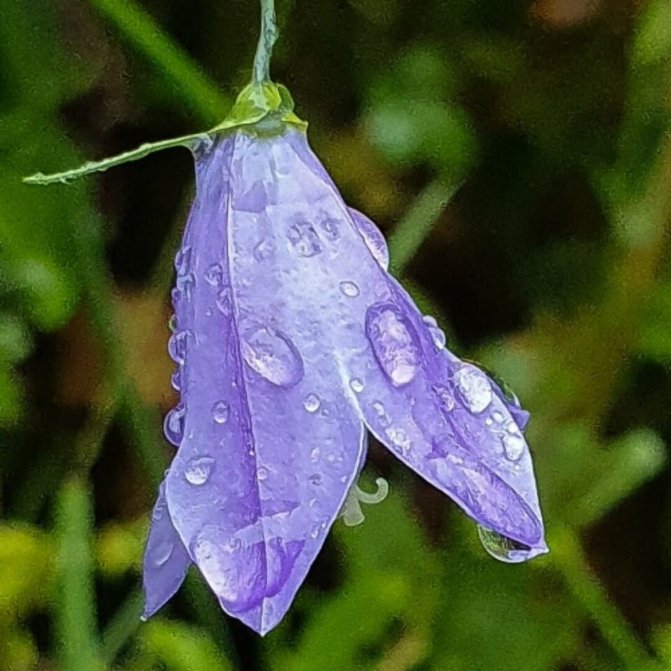 Mer vått og hustrig. Nærbilde av ei blåklokke (blomst) med regndråper på.