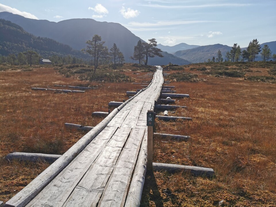 Kopi av den gamle kavlvegen i myra En sti laget av tre over ei myr. sol og sommer. Fjell og blå himmel i bakgrunnen.