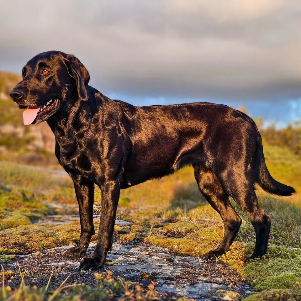 Et bilde fra sist fredag der Shanti nyter solnedgangen på Fosen