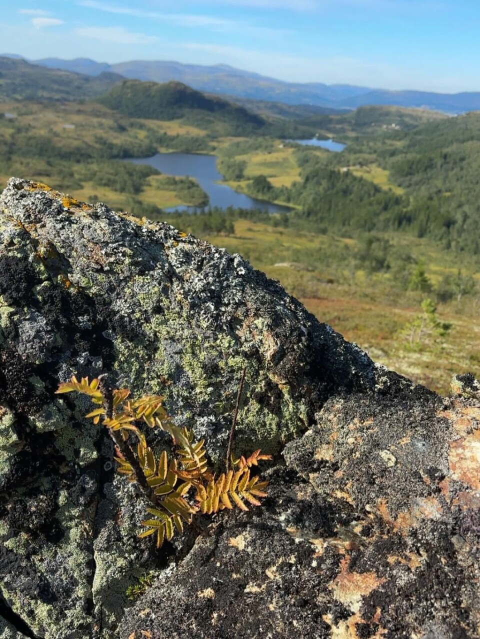 Litjrogna levve,- i år også🍁 #snausen i bakgrunnen.