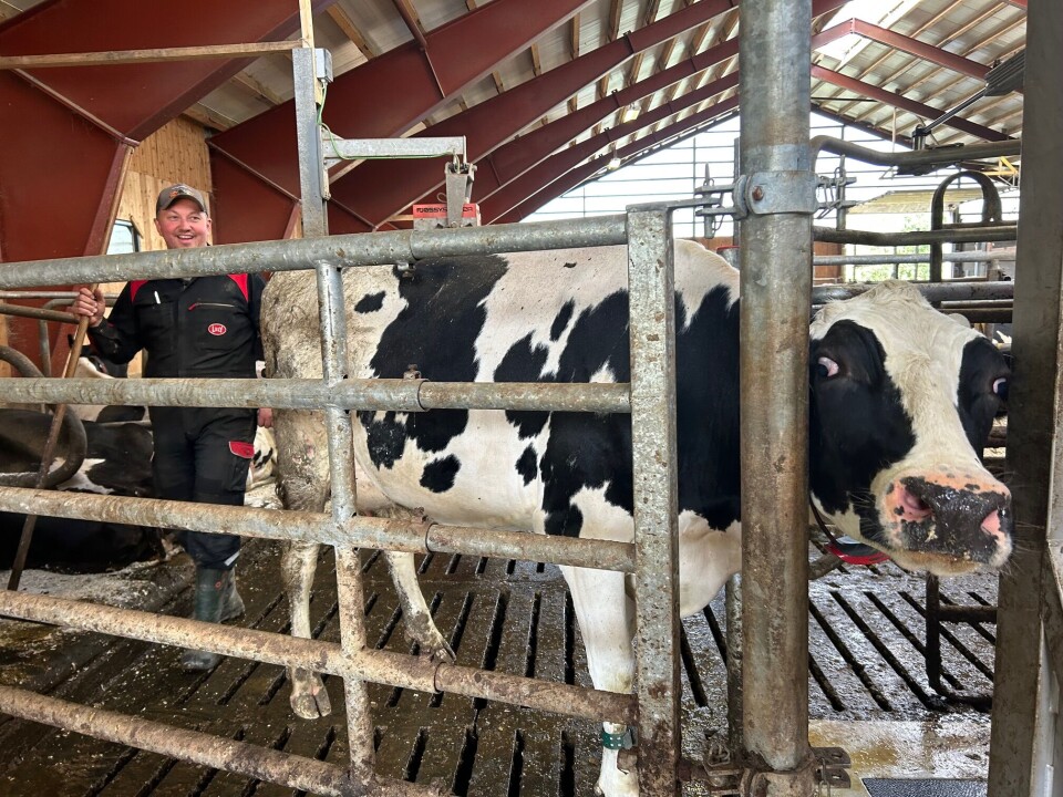 Ei litt motvillig ku som geleides inn i roboten for melking. Kyrne er innkjøpt det siste året, og er av den Hollandske rasen Holstein. Sort og hvit ku som ikke vil inn i roboten. Leende bonde bak.