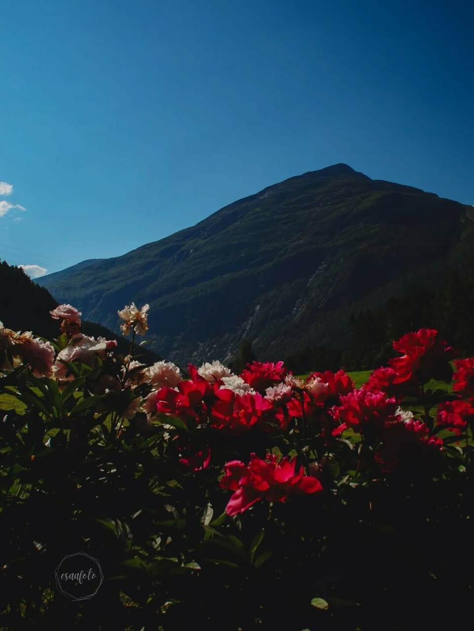 Pioner i sommerlys