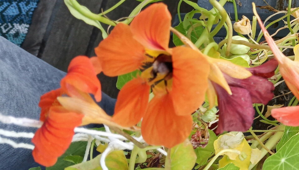 Humlenes morgenmåltid. humle i blomst