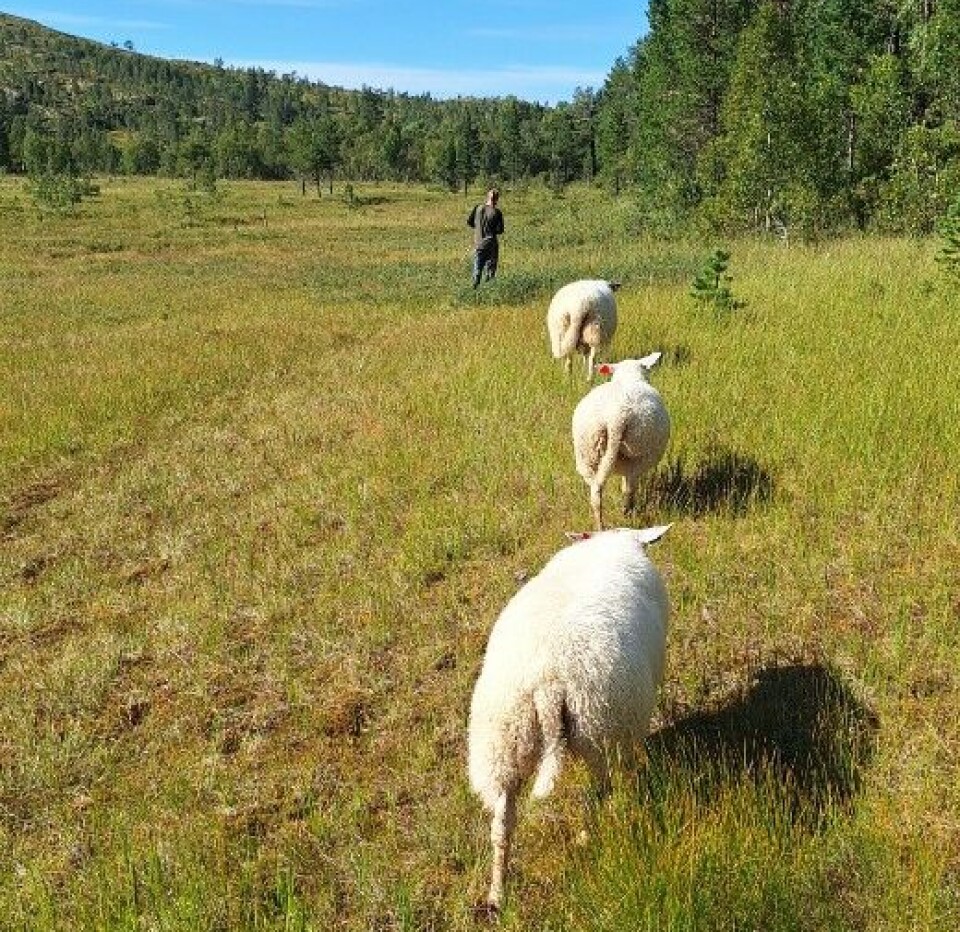 Høst og Sauesanking. sauer og en mann