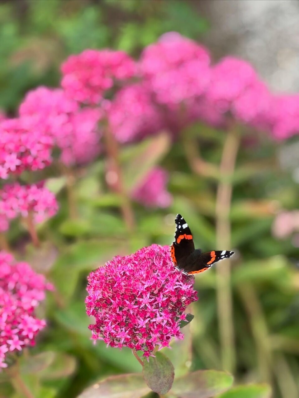 Sedum og Admiralen 🦋 Rosa blomster og en orange og svart sommerfugl.
