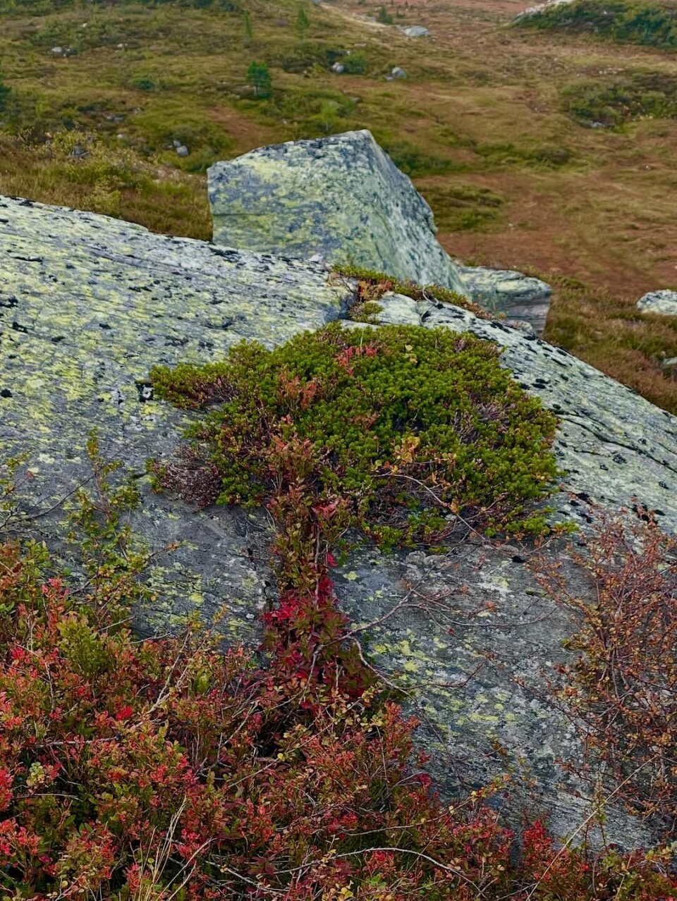 Sjøasetervatnet. Mose på en stor stein i marka.