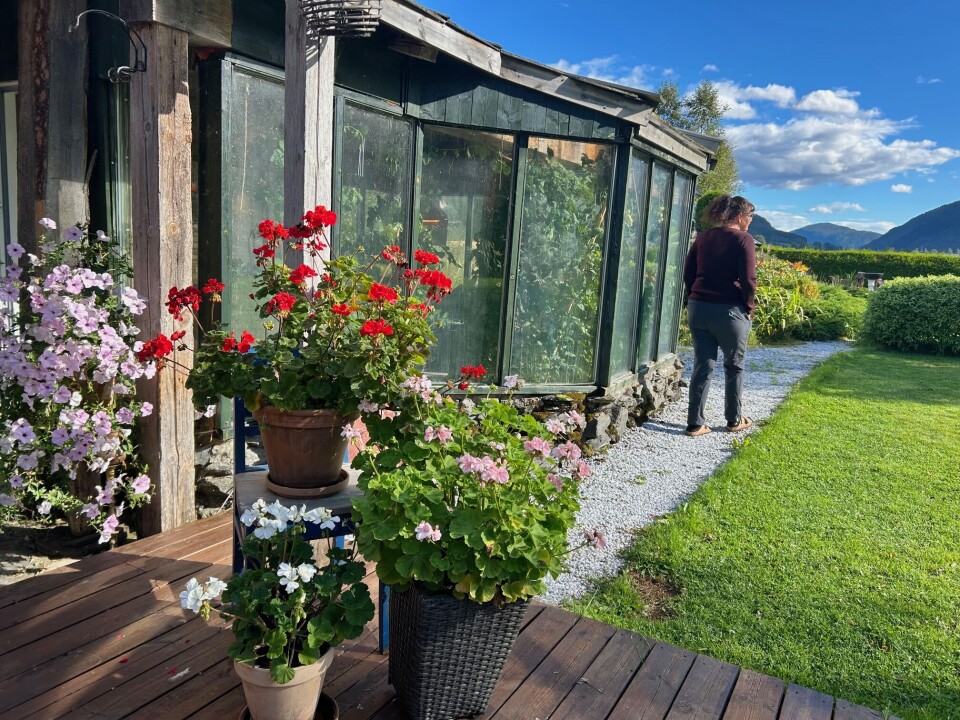 Det blomstrer frodig i krukkene med de selvsådde sommerblomstene til Elin, selv om vi allerede er i september. Frodige blomster.