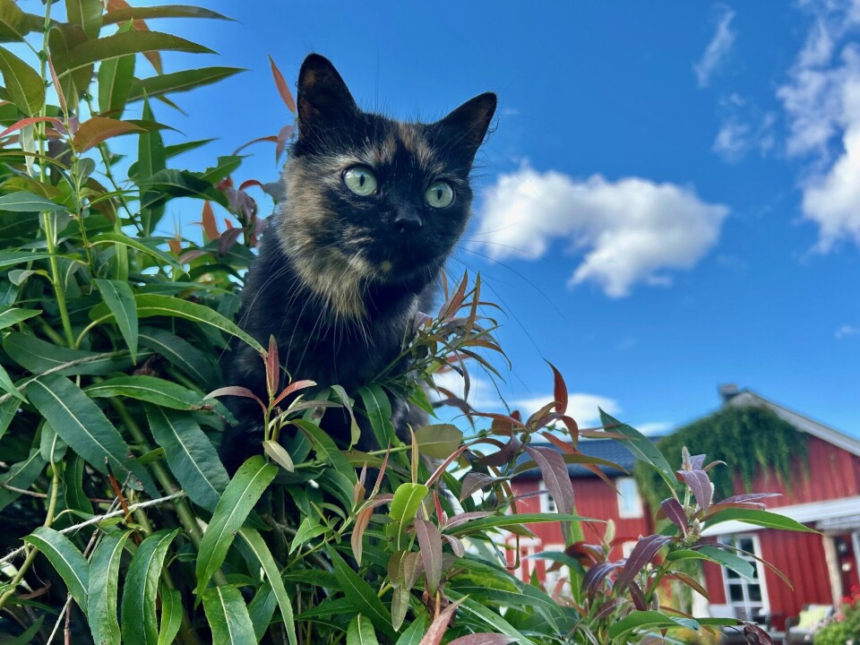 Katten Olivia følger ivrig med på runden. Her viser hun frem pil på nært hold. Katt i det grønne.