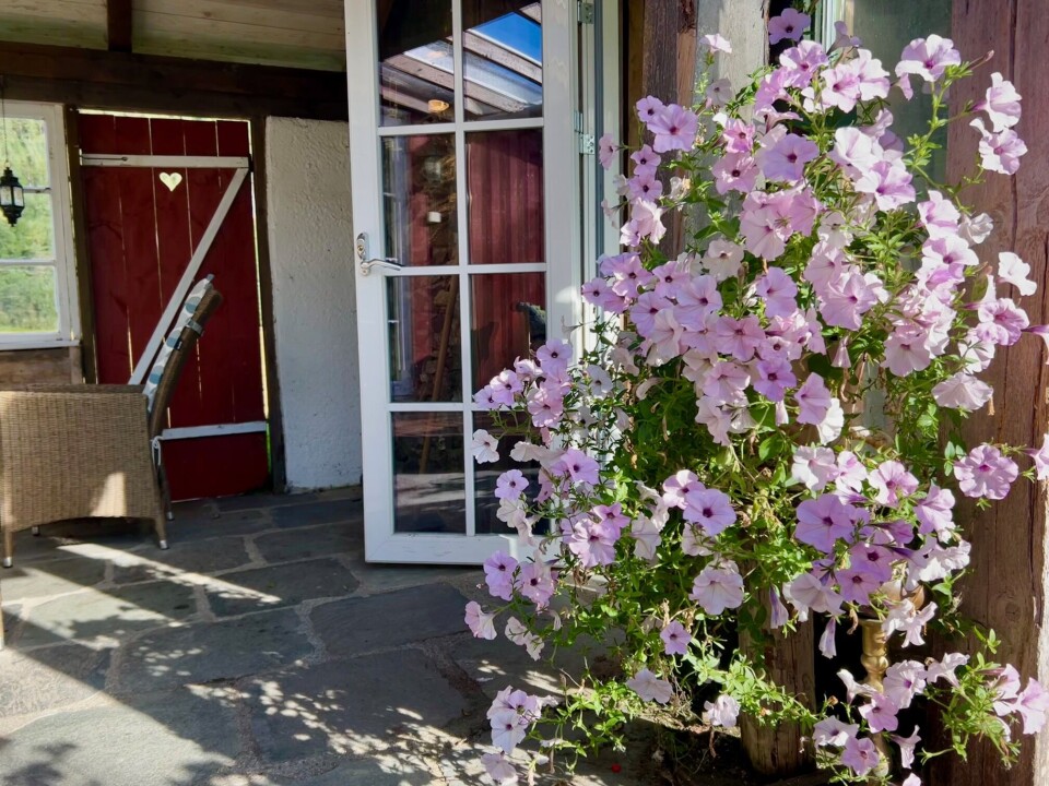 Elin har som mål å være selvforsynt på sommerblomster. Det er tydelig at de får godt stell! I bakgrunnen ses døra med hjerte i, som fører rett ut på jordekanten bak huset. - Et 'karrado', ler Elin. Stor plante med blomster og ei dør med hjerte i bakgrunnen.