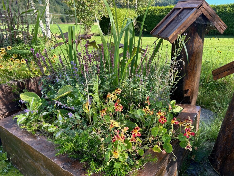 Elin er glad i å sette sammen ulike grønne planter med blomster som biene liker. Det gir et frodig utseende i tillegg til en viktig funksjon som matfat for pollinerende insekter. Bustete blomsterbed