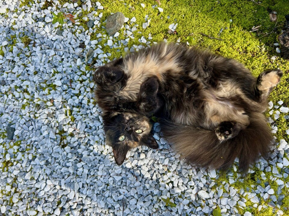 Katten Olivia reklamerer for hvit singel fra kalksteinsbruddet på Glærum. Kjekt med lokale ressurser, synes Ola Helgetun. Katt som ligger oppned på hvit grus.