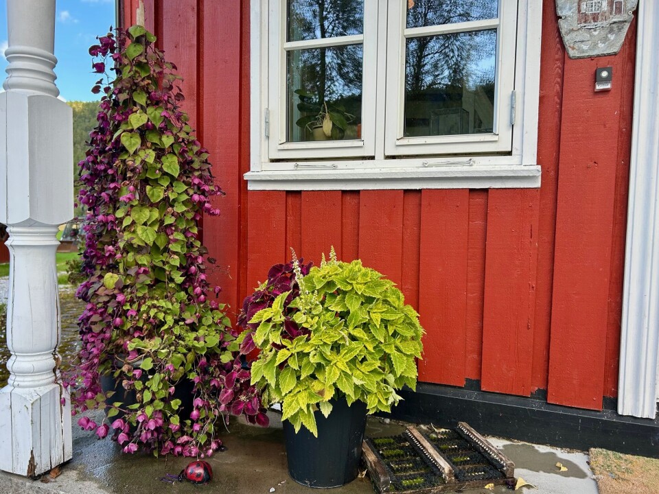 Ved inngangspartiet klatrer blodbegeret og blir til en stilig oppsats, også til bienes glede. Høyreist blomstrende plante ved inngangspartiet.