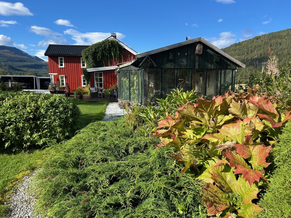 Paret har ikke tid til å luke ugress når de bruker så mye tid på birøkting. De har satset på grønne vekster, som her: Kryptuja, bronseblad og rododendron. Grønne planter i en frodig sammenplanting foran hagestuen.
