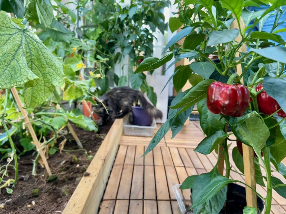 Paprika og pusen som er tatt på fersken i sitt bidrag til gjødsling av agurkplantene. Paprika og en katt som graver i bedet.