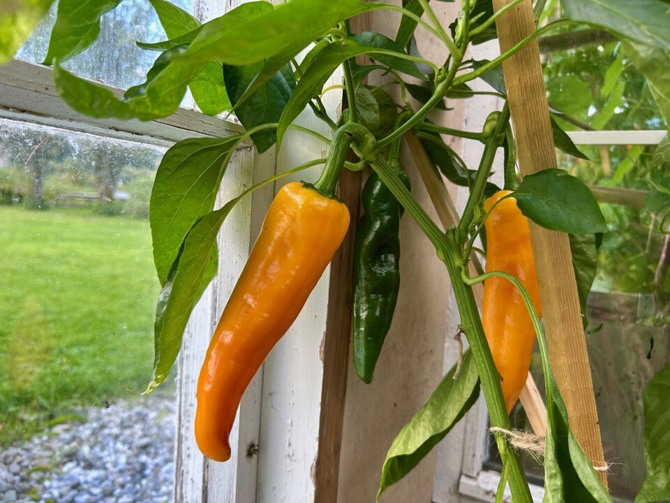 Elin dyrker både paprika, tomater, agurk, chili og vindruer i drivhuset. Og alt kommer til nytte, enten i sauser eller tørket i ulike krydderblandinger. Gul paprika