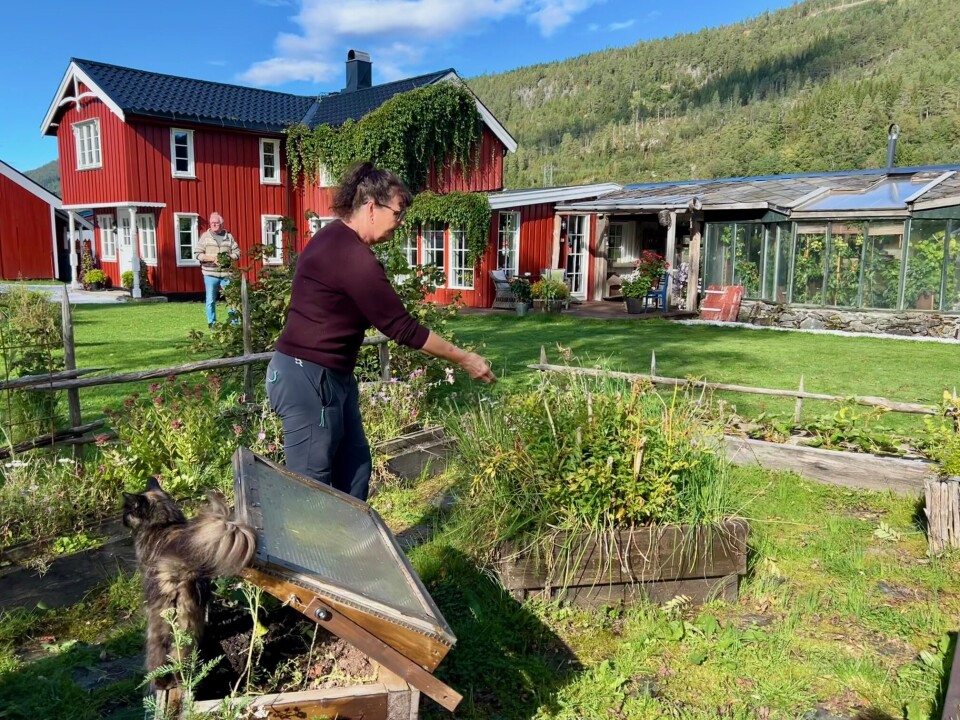 Elin viser frem urtehagen sin som bærer preg av at det snart er slutt på sesongen. - Løpestikke er helt nydelig i supper, tipser hun. Dame i urtehage