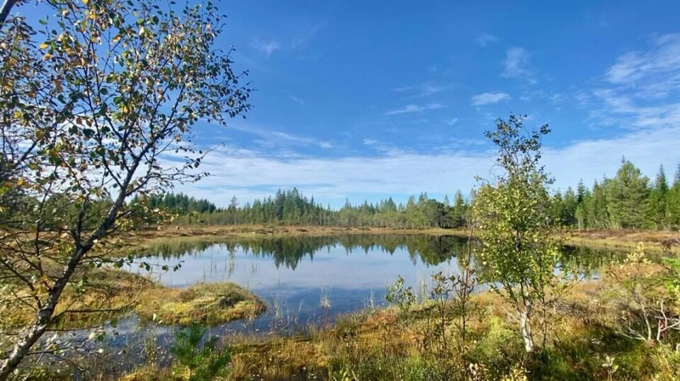 En fin dag på vestre nordmarka 🍂🍁🍄 Et tjern i marka. Sommer og sol.