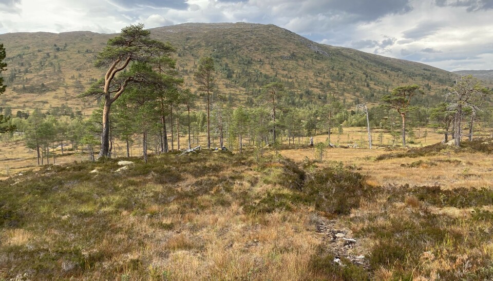Stavgang i Vindøldalen