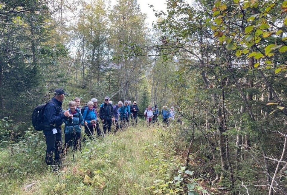 Etter skogsveien på tur opp lia til Grønlisetra. Ei gruppe med friluftskledde folk som går på rekke på en litt gjengrodd skogsvei. Høst, sol og blå himmel.