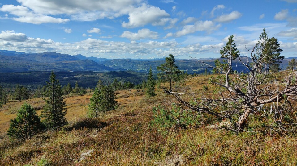 På tur ned fra fjellet i retning Grønlifeltet. Utmark med små furutrær, fjell i bakgrunnen. Høst, sol og blå himmel.
