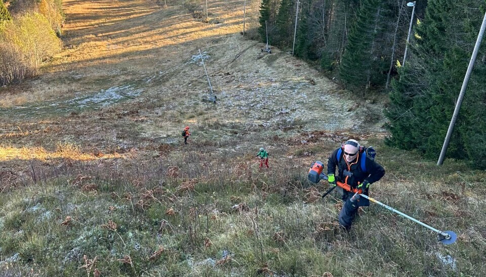 Kvistrydding i Sæterlia lørdag 27. september Bildet viser en lang ryddet fjellbakke dekt i lyng og mose. I front i bildet ser man en mann med kantklipper og hørselsvern. lengre unna ser man et par mennesker i turklær.