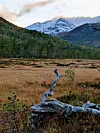 Bildet viser et snødekt fjell i bakgrunnen, med grønn furuskog foran og myr i oransje høstfarger fremst. Helt fremst i bildet ligger en tørr, vridd og grå trerot som stikker opp fra lyngen og skjærer gjennom de andre fargene i bildet.