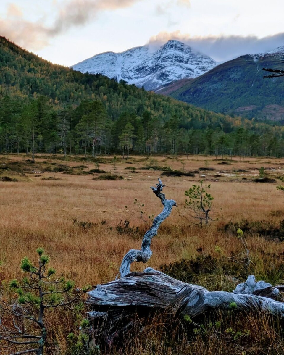 Kveld i Trollheimen 🧡 Bildet viser et snødekt fjell i bakgrunnen, med grønn furuskog foran og myr i oransje høstfarger fremst. Helt fremst i bildet ligger en tørr, vridd og grå trerot som stikker opp fra lyngen og skjærer gjennom de andre fargene i bildet.