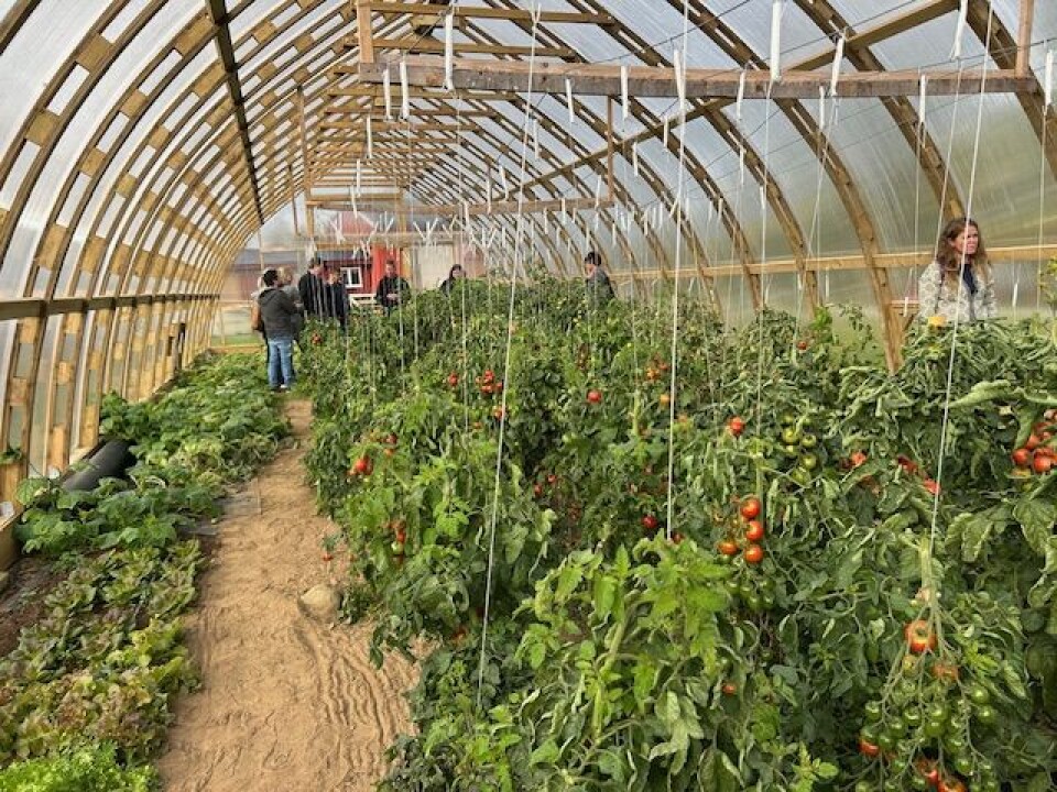 Drivhus på Lykkja Bakkan. Personer inne i et drivhus med tomatplanter.