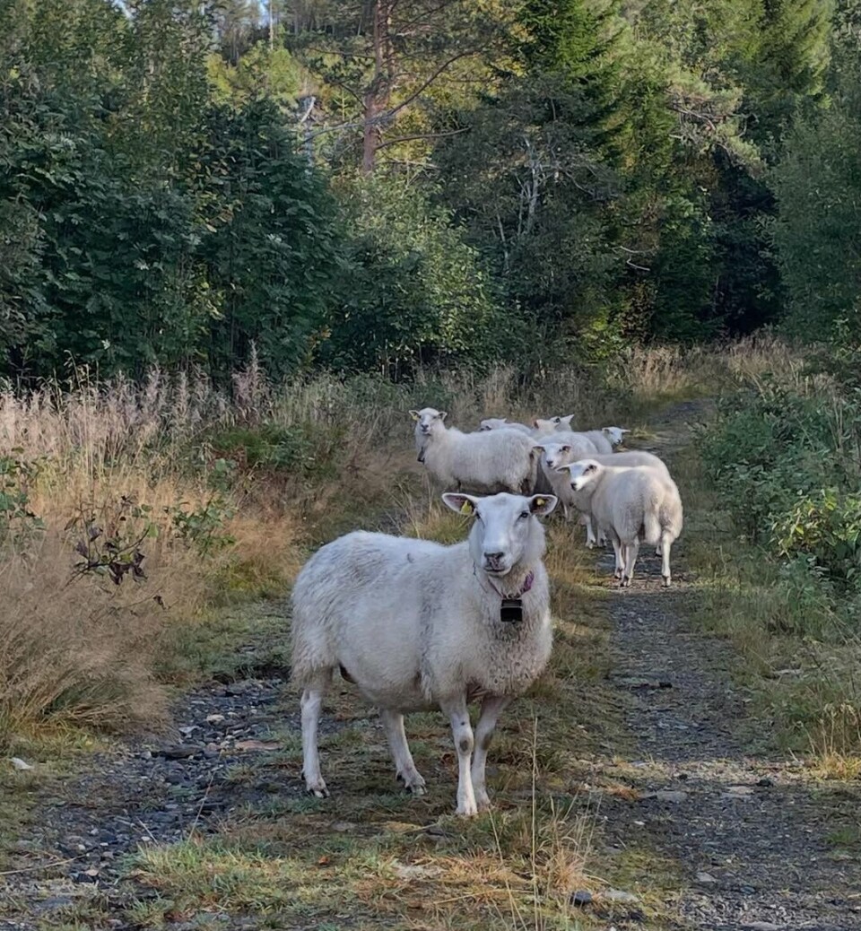 God morgen 27. september En liten flokk med sauer på en skogsvei i høstvær med blå himmel.