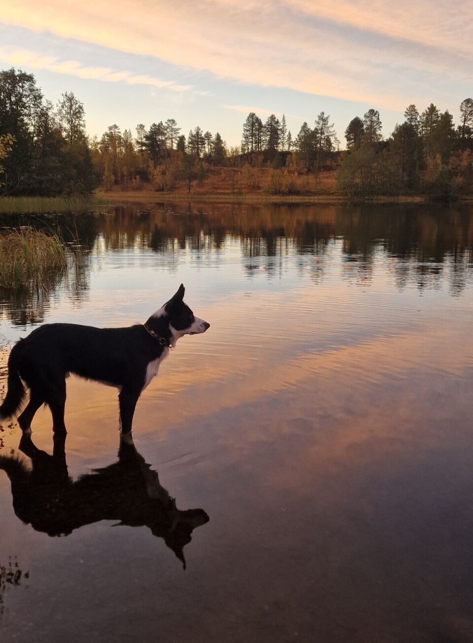 Kveldsbilde fra Kvennavatnet på Østre Nordmarka.