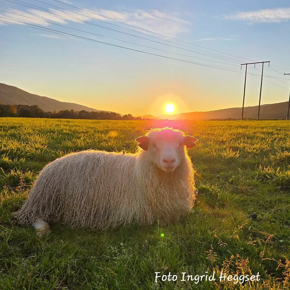 Spelsaulam I solnedgang.🐑 En sau som ligger på et grønt jorde. Sola går ned i bakgrunnen.