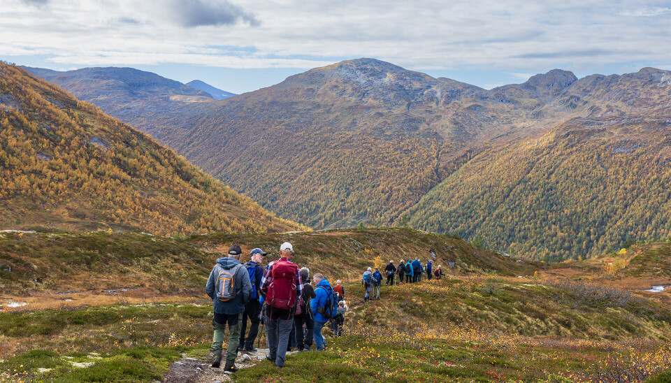 Rundtur om Salen og Ranessetra tysdag 7. oktober - Avlyst! Ei gruppe turgåere som går på rekke nedover en fjellsti. Høstfarger, sol og lettskyet himmel.