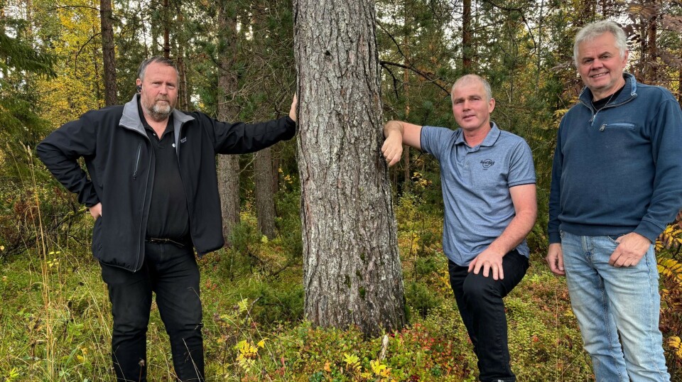 Skogkonferansen YGGDRASIL 2025 Tre menn står ved en granlegg i skogen