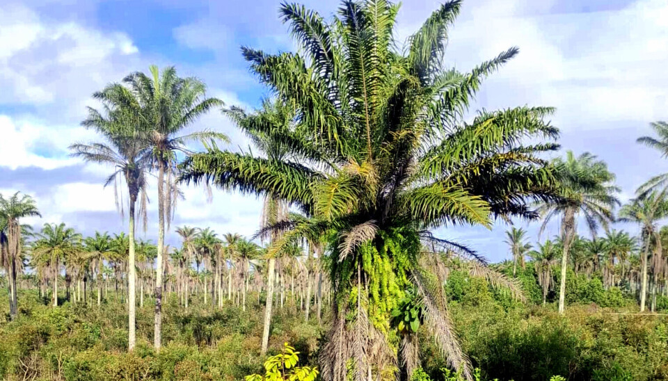 Palmeskog Palmer på Madagaskar