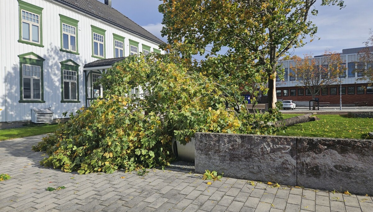 Rune Røen Rindal 'Amy' har også herjet i Rindal sentrum