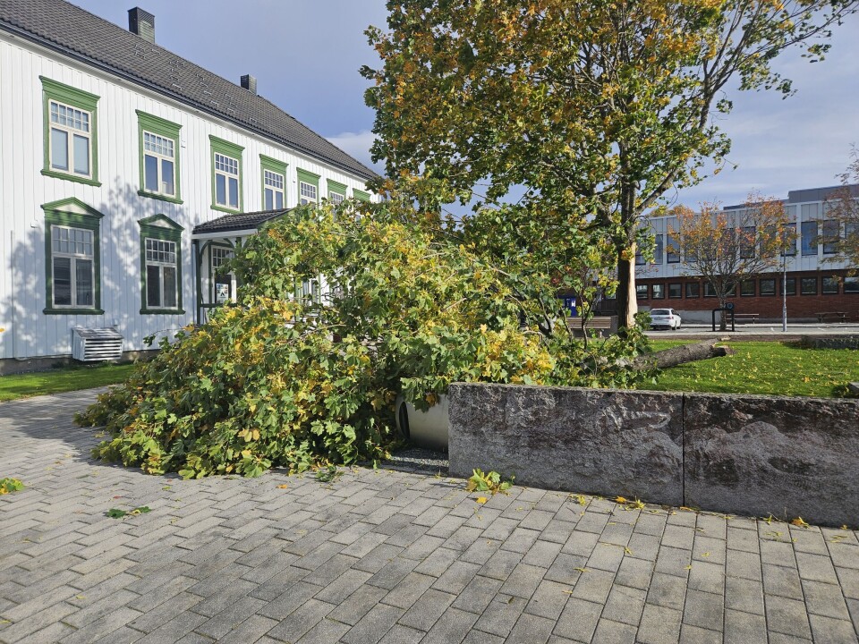 Bjørka foran det gamle kommunehuset i Rindal har fått hard medfart