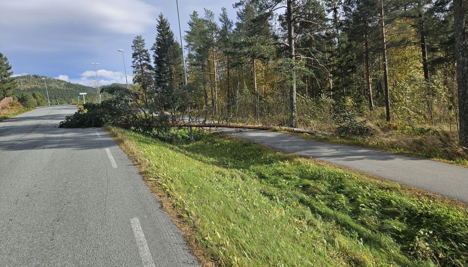 Ei furu stengte ei tid gangveien ved rutebilstasjonen