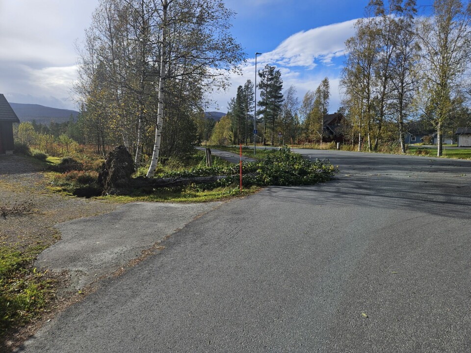Et tre hadde også falt ned i krysset Rindalsvegen - Grønlivegen
