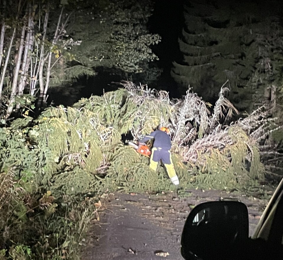 Oppsummering etter strømbruddet En mann med motorsag som kapper oppei stor gran som har veltet over veien, i mørket, med lys fra en bil.