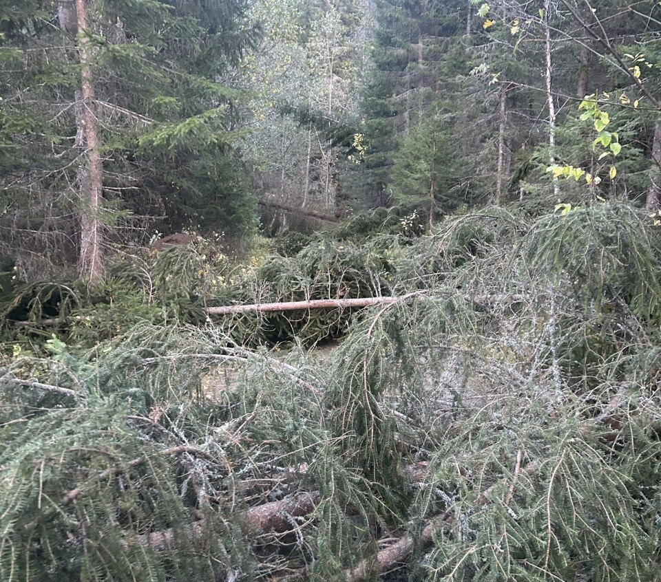 Det er mange trefall langs og over merkede stier og skogsveier. Her like før Finnskjeggvollen når man kommer fra Gråkallen