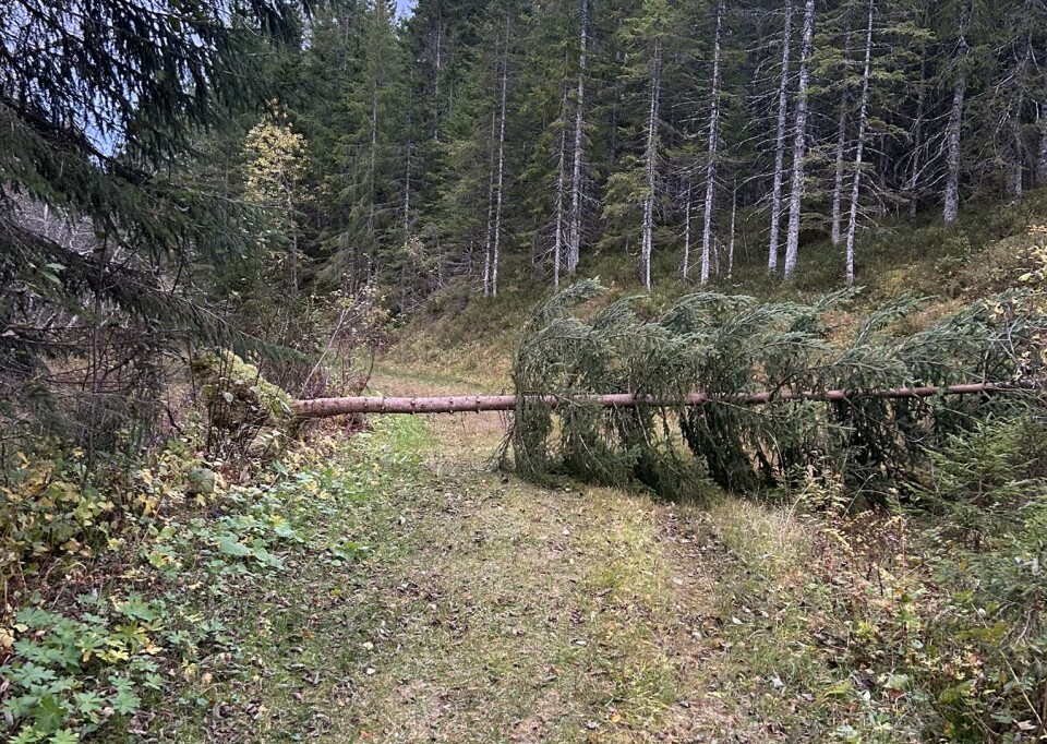 Fra flata oppå toppen av Litjdalen