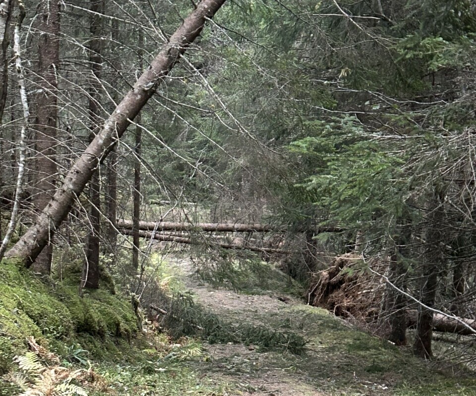 Skogsvegen fra Finnskjeggvollen opp til Høgåsen