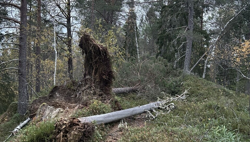 Der merka sti tar inn i skogen oppå Høgåsmyra