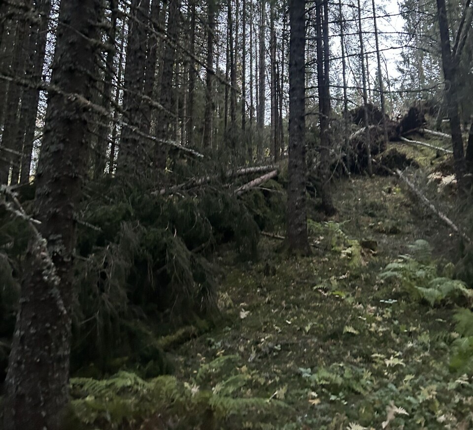 Fra merka sti gjennom granskogen opp til Høgåsmyra. Mye store rotvelt, ikke anbefalt å gå her