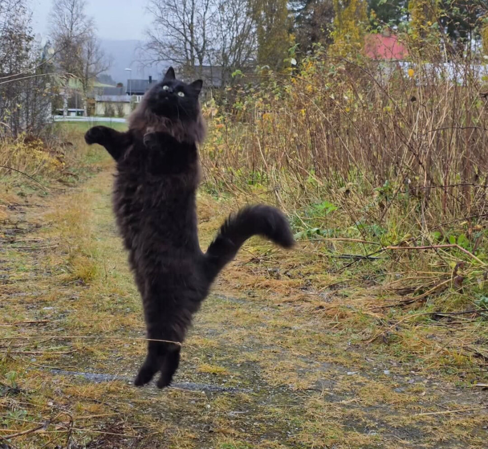 Her i huset må ALLE starte dagen med morgentrim!
Ingen unnasluntring for verken firbeinte eller tobeinte! 🤣
Jeg drar på fysio, @ronaldwestart jogger rundt Tjønna, mens Nilsebass løper rundt og tar heftige spensthopp.
Sistnevnte er nok uten tvil den mest elegante og søteste når han trener! (Og nei, vi konkurrerer ikke i spensthopp eller sprint, det er ingen tvil om hvem som vinner der!