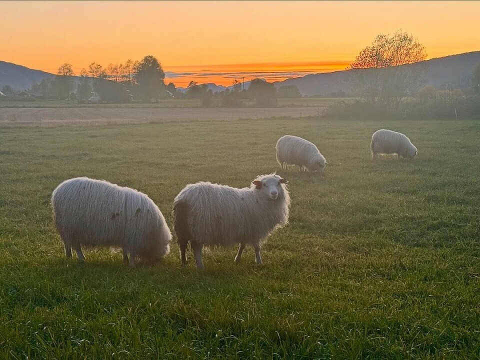Livet på landet🥰 Det er godt det! Ein fin kveld i Surnada